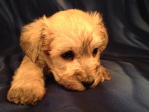 Male Schnoodle Puppy for sale #7 DOB 9-1-13 Dog Breeders who Breed Schnoodle Puppies|Ship for $150 into Most Major airports! Fort Lauderdale,Boston,Newark,Providence,ect..